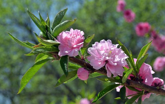 体育菠菜网：最新菠菜导航(菠菜 导航)